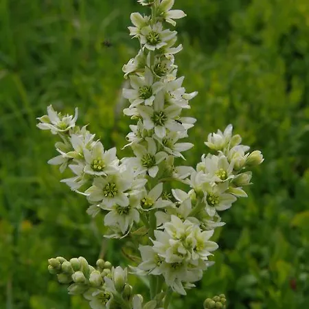 D'hotes Grange De La Bastide B&B 3*