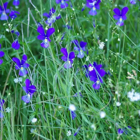 D'hotes Grange De La Bastide B&B Laveissière