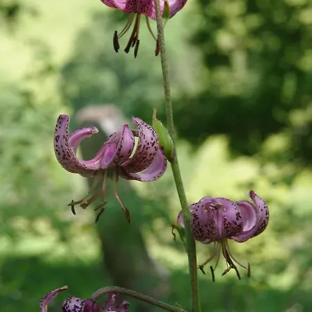 D'hotes Grange De La Bastide Laveissière